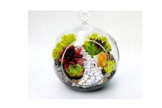 Plant Nite: Hanging Glass Globe with White Rock Path